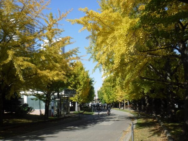 中島公園3番出口、イチョウ並木