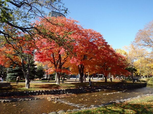 鴨々川とオレンジ色から赤く紅葉した山紅葉の大木4本