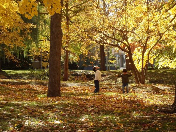 柔らかな日差しの樹林地の中、落葉の絨毯の上で、落葉と戯れる二人の子供