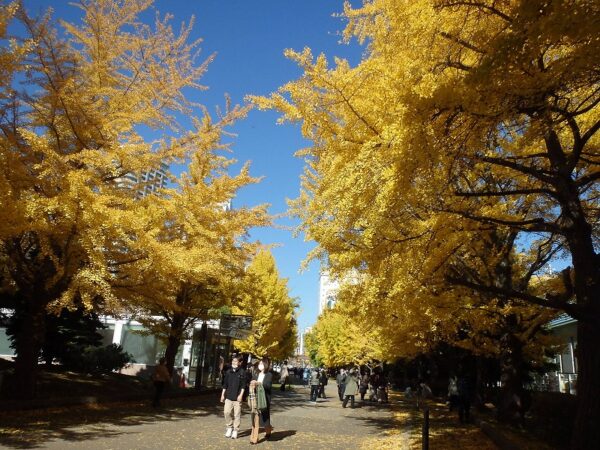 中島公園3番出口付近、黄金色に輝くイチョウ並木