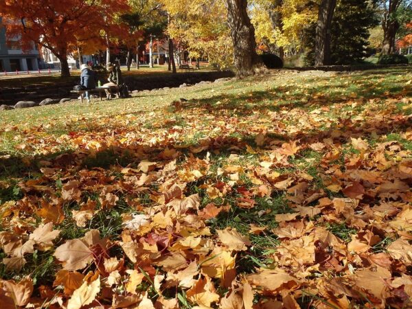 赤・黄・橙色の折り重なり、落葉の絨毯