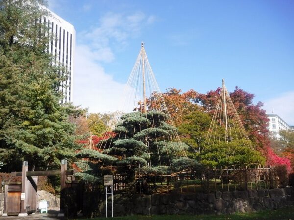 日本庭園、南門入り口の雪吊をした五葉松