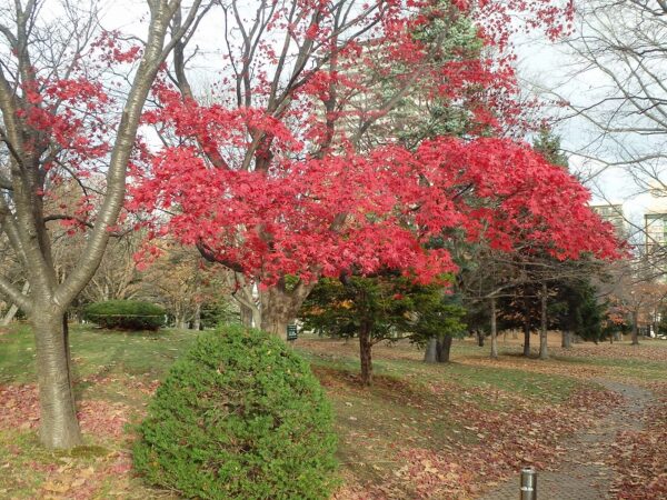 枝に鮮やかな赤い葉を沢山つけたノムラ紅葉