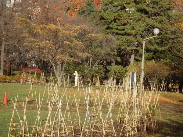 竹囲いした数十株のバラ