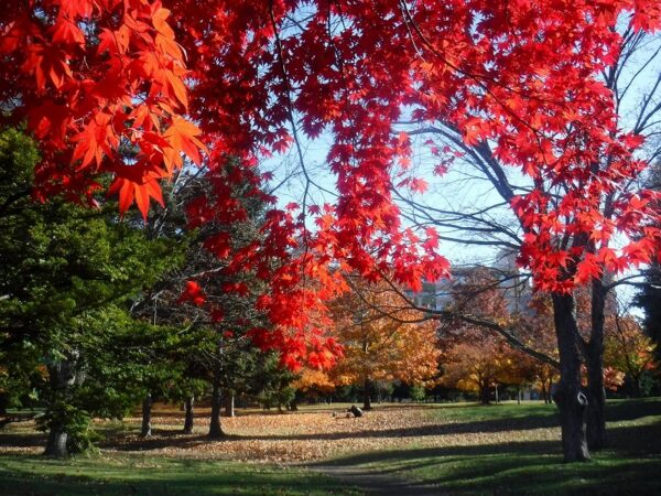 日の光に照らされた真っ赤な紅葉の先に、落ち葉の絨毯の上で犬と飼い主が戯れ様子