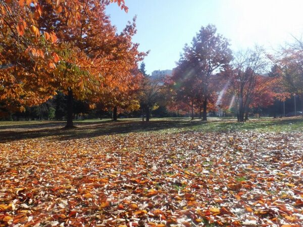 折り重なる落葉の絨毯に、優しい日の光が差し込む樹林地