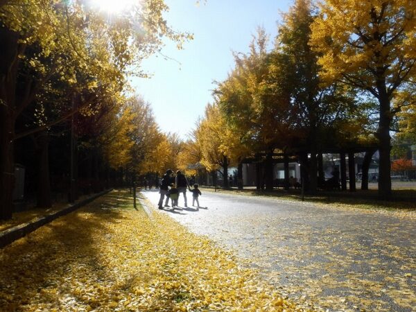 イチョウ並木の落ち葉の上を、手をつなぎイ歩く親子の後ろ姿。