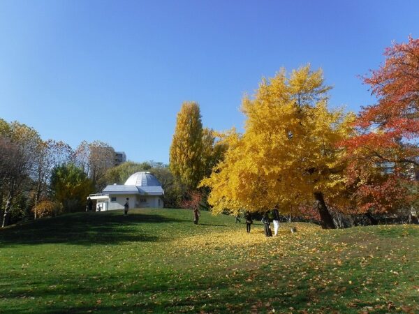 澄み渡る青空と、天文台、青々とした芝に佇む、1本の黄金色したイチョウ