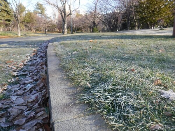 霜の付いた芝生のアップ