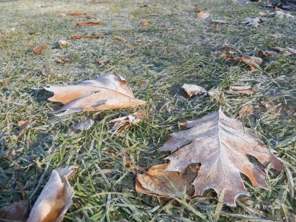 霜の付いたアカナラの枯葉