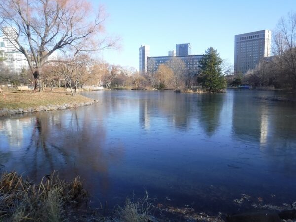 薄っすらと全面が氷に覆われた菖蒲池