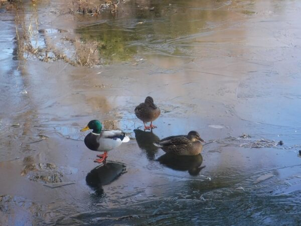 凍った池の氷の上に立つ2羽のカモと、座りこむ1羽のカモ