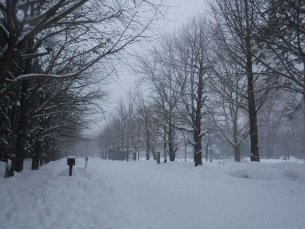 雪の降り積もった園路とイチョウ並木