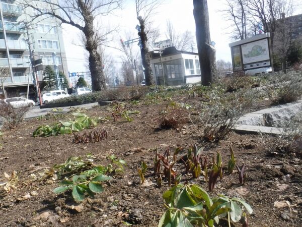 クリスマスローズとチューリップの葉