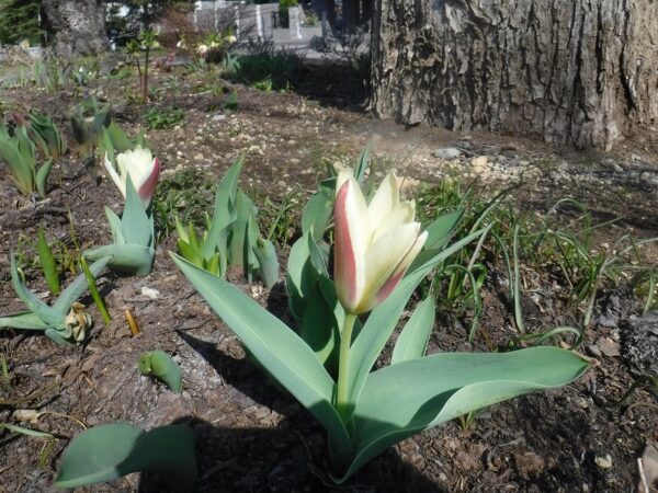 開花している1輪のチューリップの花