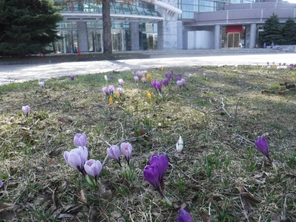 花壇に咲いている紫・白・黄色のクロッカス