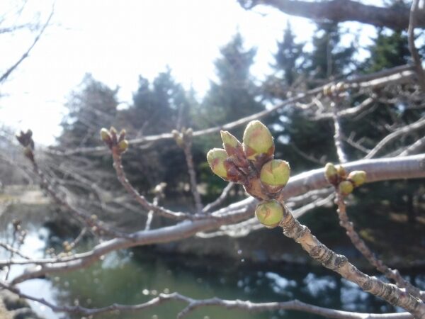 ソメイヨシノの大きく膨らんだ黄緑色の芽