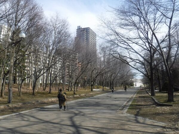 まだ枝の目立つソメイヨシノの桜並木