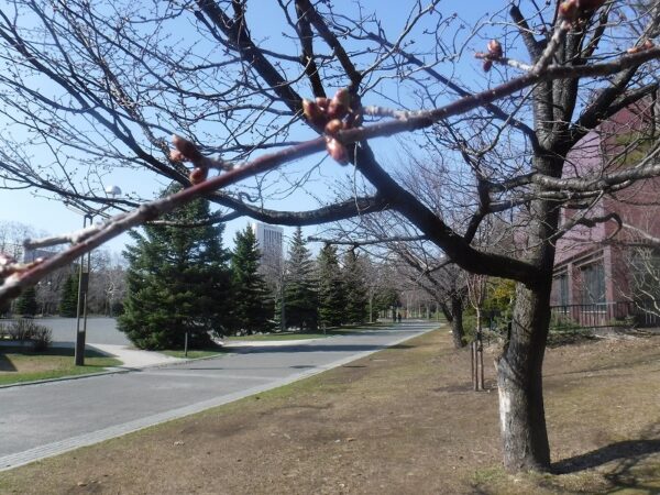 中島体育センター裏のエゾヤマザクラの並木と膨らんだ桜の芽