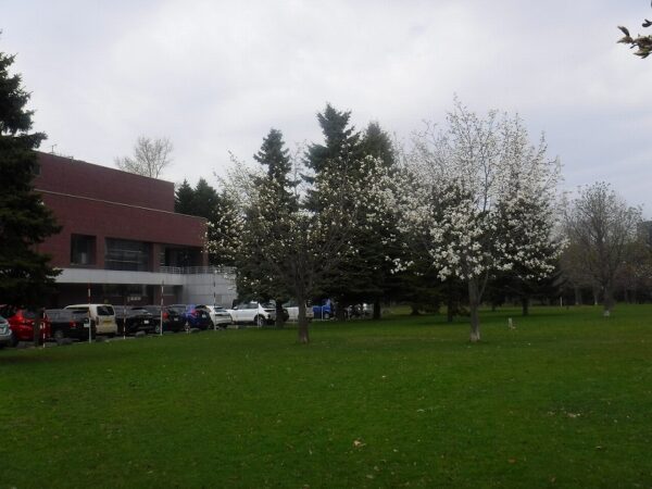 中島体育センター前のコブシの木