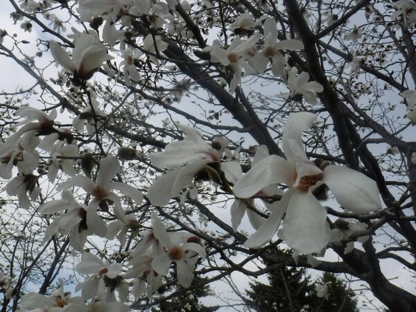 コブシの花