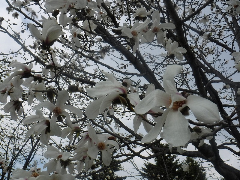 コブシの花