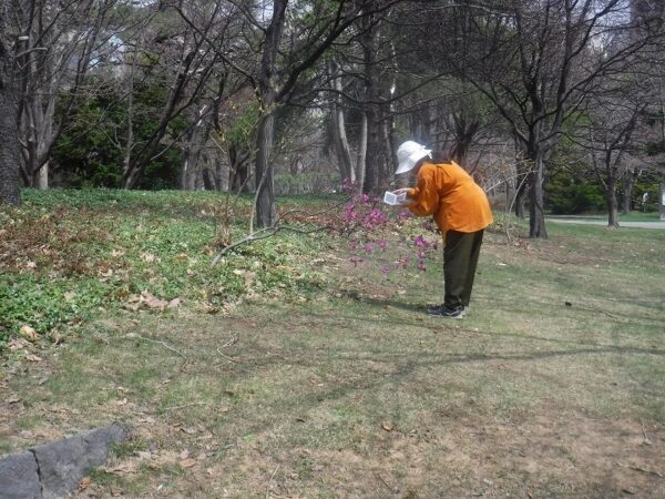 エゾムラサキツツジと花を撮影する人物
