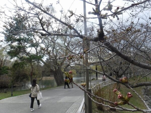 園路と桜の花芽の様子