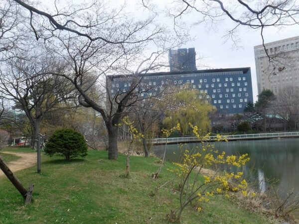 札幌パークホテルを背景にしたレンギョウの花