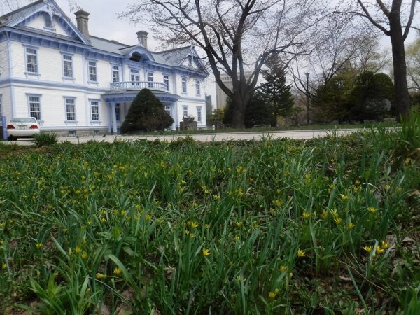 豊平館を背景にしたキバナノアマナの花の群生