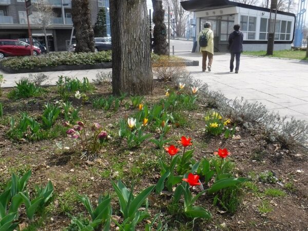 地下鉄「幌平橋駅」1番出口前の花壇にさく赤のチューリップに