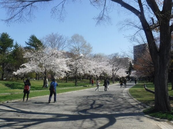 ソメイヨシノの並木