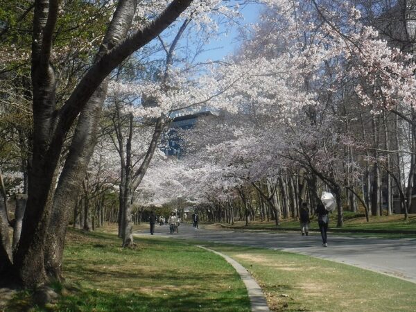 見頃のソメイヨシノ並木