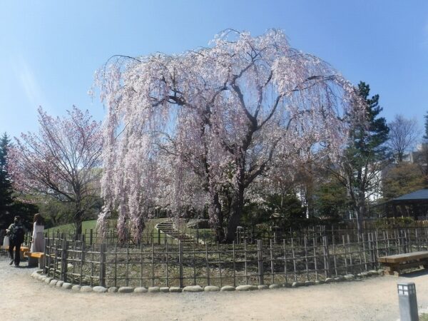 シダレ桜