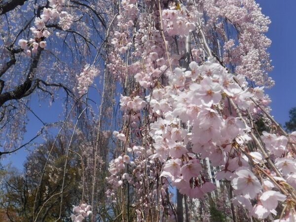 シダレザクラのアップ写真