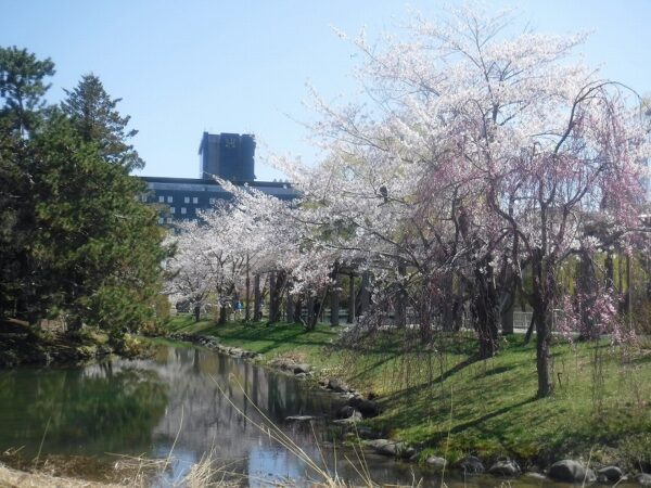 川沿いに面した桜並木と1本のシダレ桜