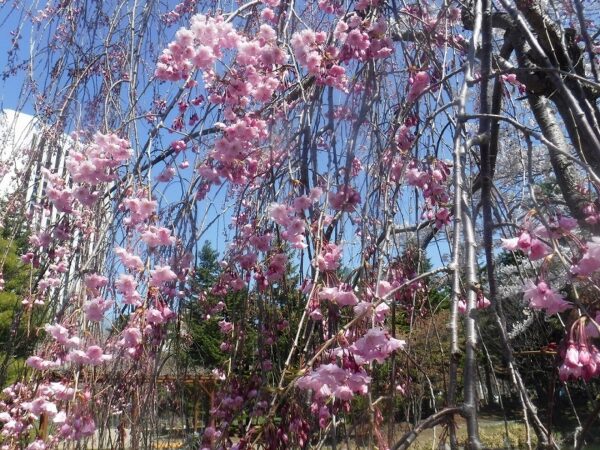 濃いピンク色のシダレ桜