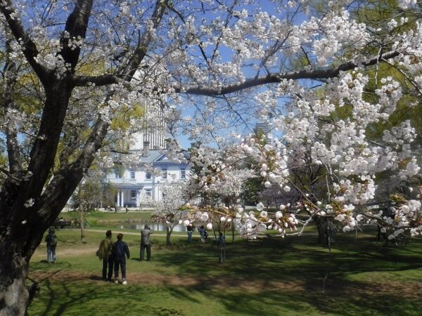 豊平館とソメイヨシノ