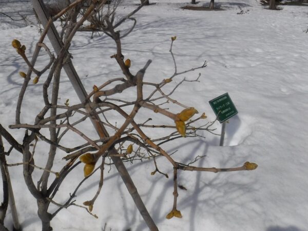 大きく膨らんだライラックの花芽