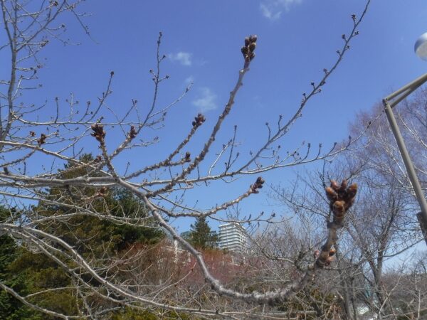ソメイヨシノの花芽