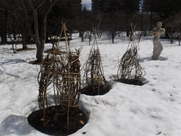 株回りが丸く雪解けしているバラ花壇