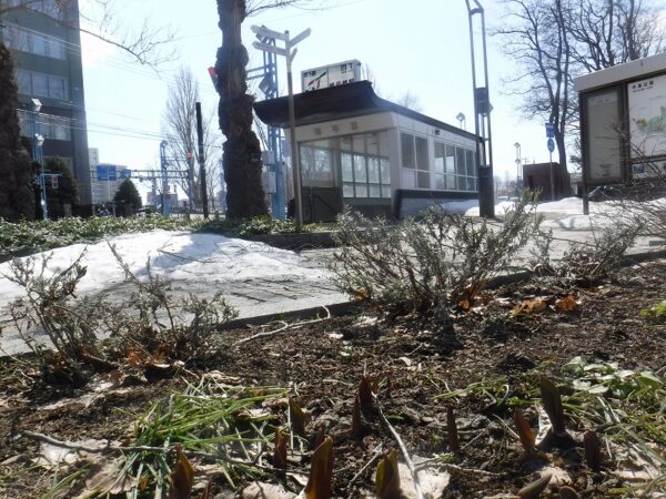 地下鉄「幌平橋駅」1番出口周辺の花壇