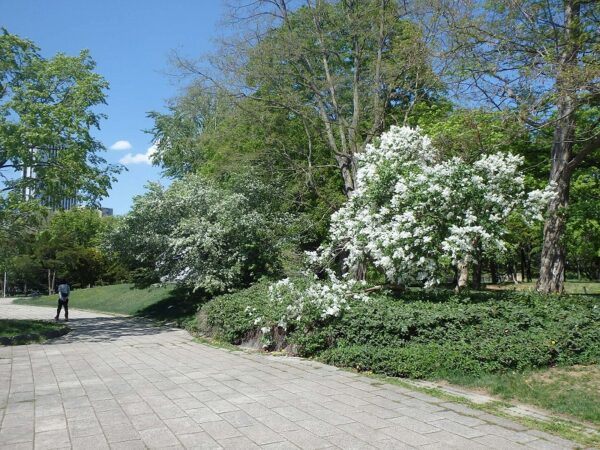 白色の花のライラックとズミ