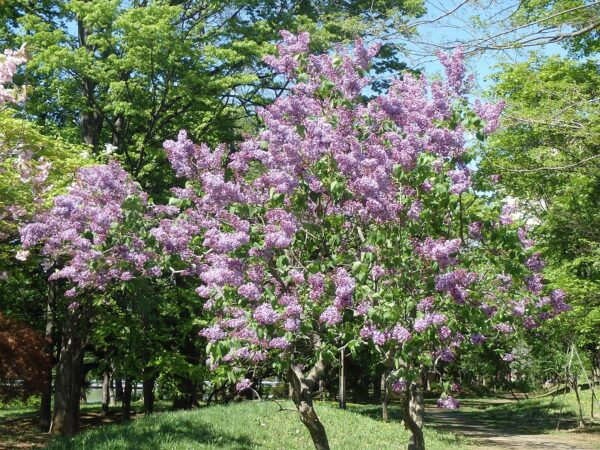 薄紫色のライラック