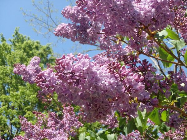 薄紫色のライラック