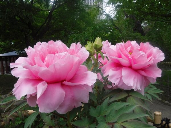 ピンク色の花のボタン