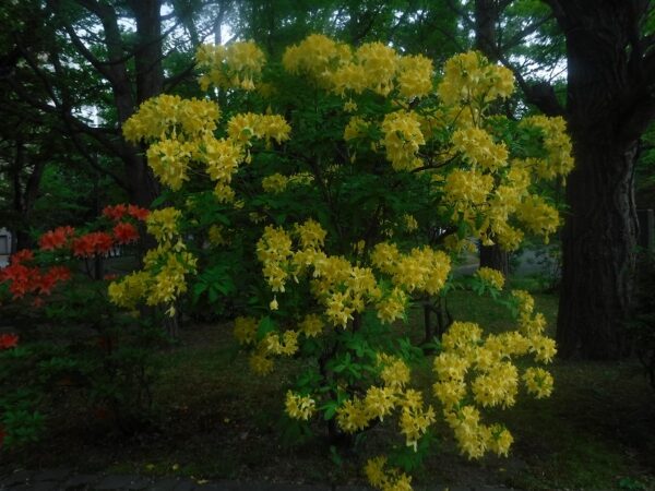 キレンゲツツジ