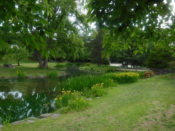 黄菖蒲と池