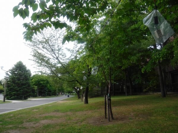 園内に張られた露店のため電線