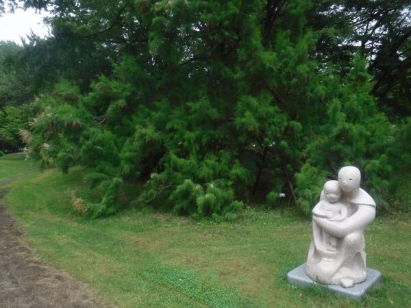 彫刻「母と子の像」と、２回目の花が咲いている樹木の「ギョリュウ」まし